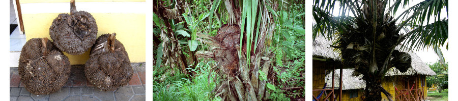 Tagua Nut